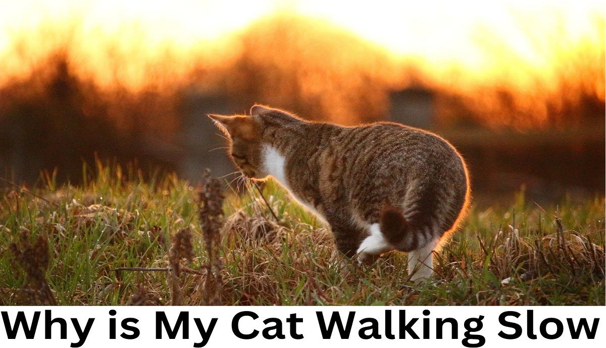 Why is My Cat Walking Slow