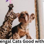 Are Bengal Cats Good with Dogs