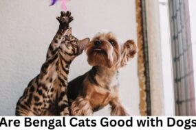 Are Bengal Cats Good with Dogs