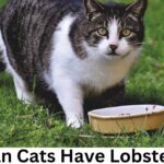 Can Cats Have Lobster