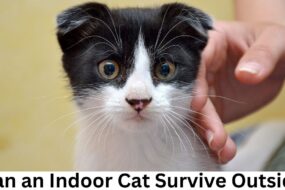 Can an Indoor Cat Survive Outside