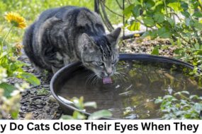 Why Do Cats Close Their Eyes When They Eat