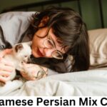 Siamese Persian Mix Cat